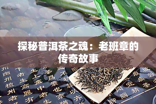 探秘普洱茶之魂：老班章的传奇故事