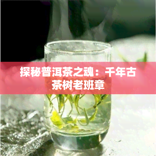 探秘普洱茶之魂：千年古茶树老班章