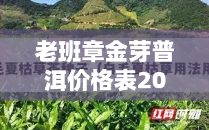 老班章金芽普洱价格表2023新茶发售最新行情走势分析