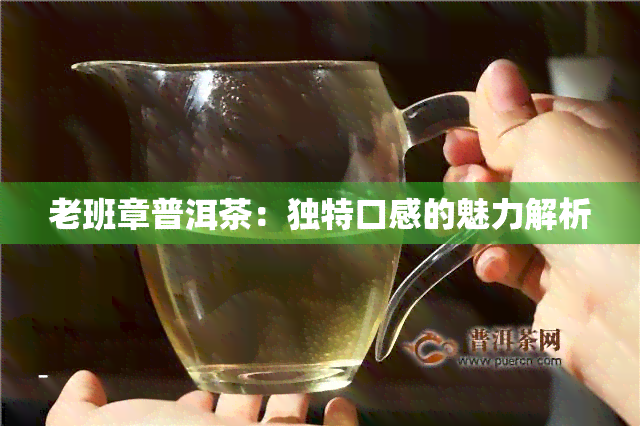 老班章普洱茶：独特口感的魅力解析