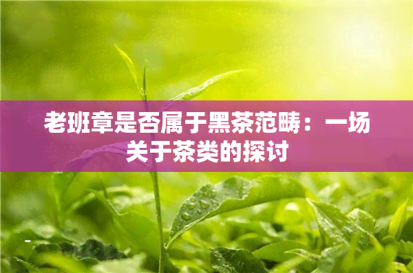 老班章是否属于黑茶范畴：一场关于茶类的探讨