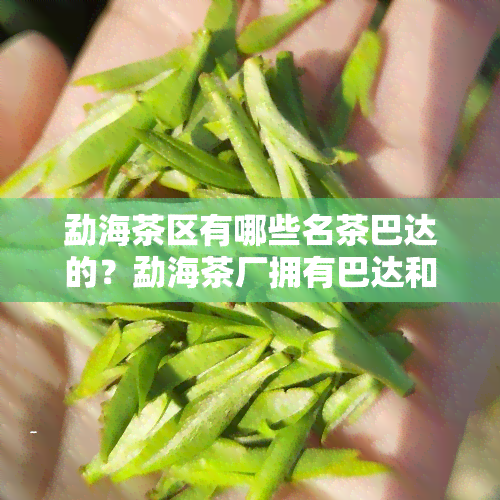 勐海茶区有哪些名茶巴达的？勐海茶厂拥有巴达和两座万亩茶园基地