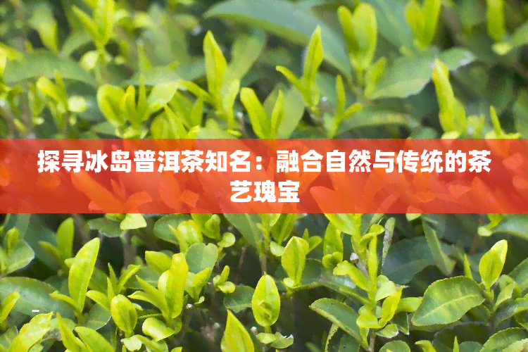 探寻冰岛普洱茶知名：融合自然与传统的茶艺瑰宝