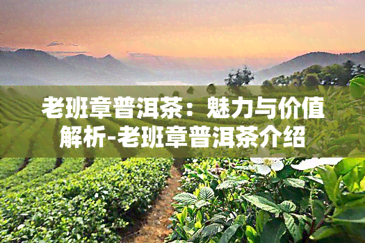 老班章普洱茶：魅力与价值解析-老班章普洱茶介绍