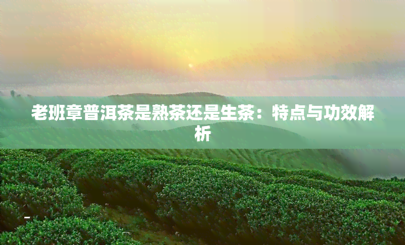 老班章普洱茶是熟茶还是生茶：特点与功效解析