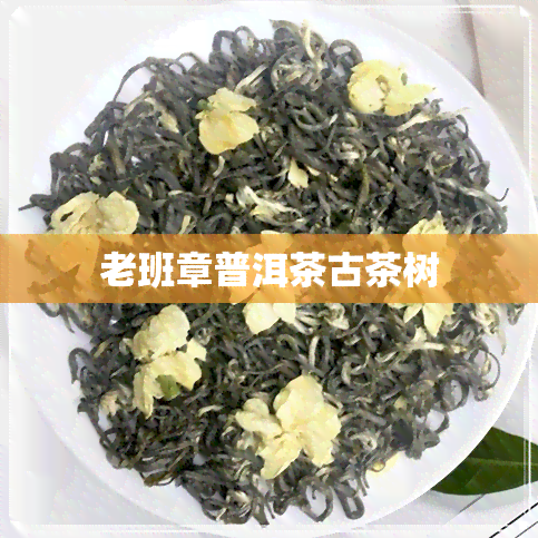 老班章普洱茶古茶树