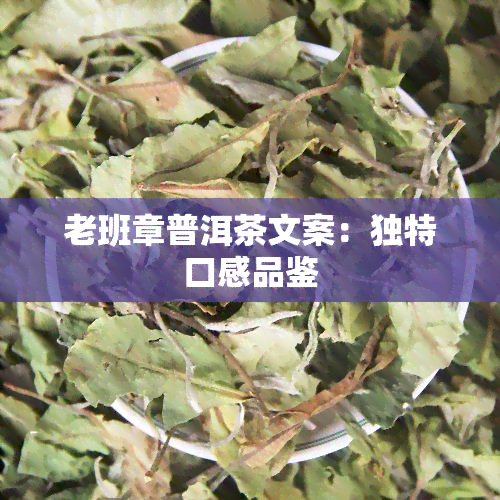 老班章普洱茶文案：独特口感品鉴