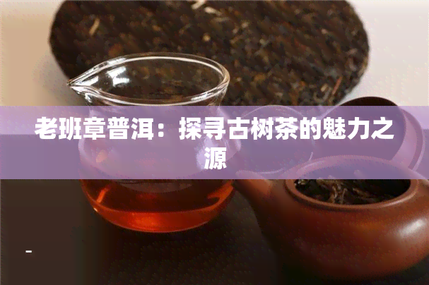 老班章普洱：探寻古树茶的魅力之源