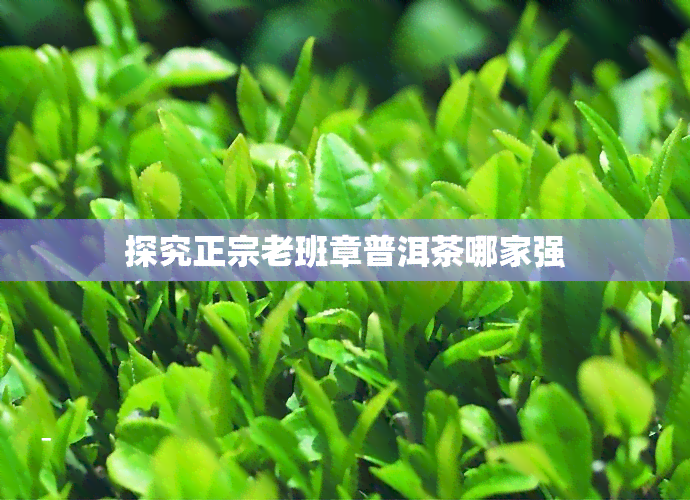 探究正宗老班章普洱茶哪家强