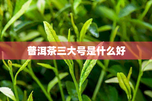 普洱茶三大号是什么好