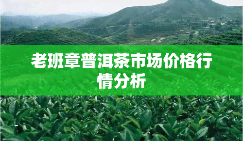 老班章普洱茶市场价格行情分析