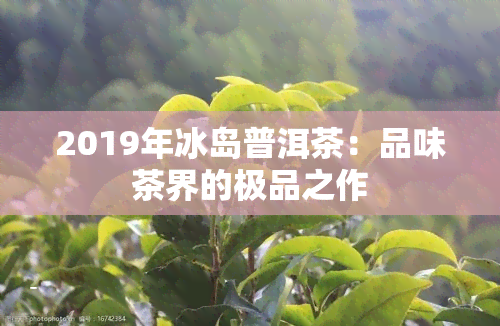 2019年冰岛普洱茶：品味茶界的极品之作