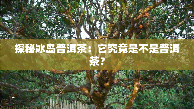 探秘冰岛普洱茶：它究竟是不是普洱茶？