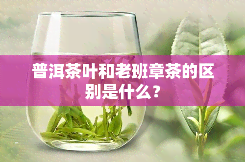 普洱茶叶和老班章茶的区别是什么？