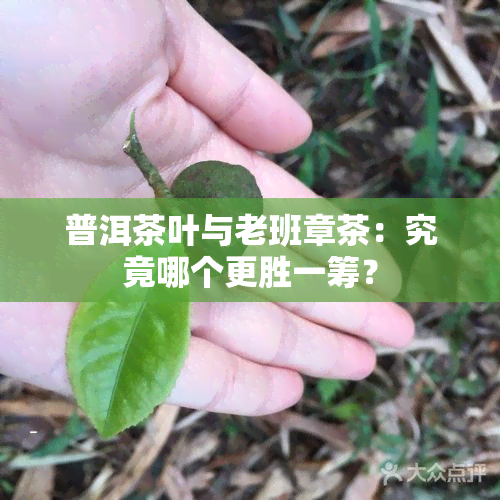 普洱茶叶与老班章茶：究竟哪个更胜一筹？