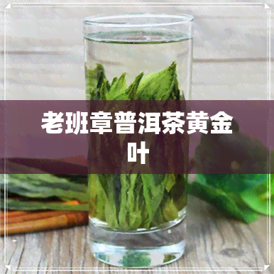 老班章普洱茶黄金叶