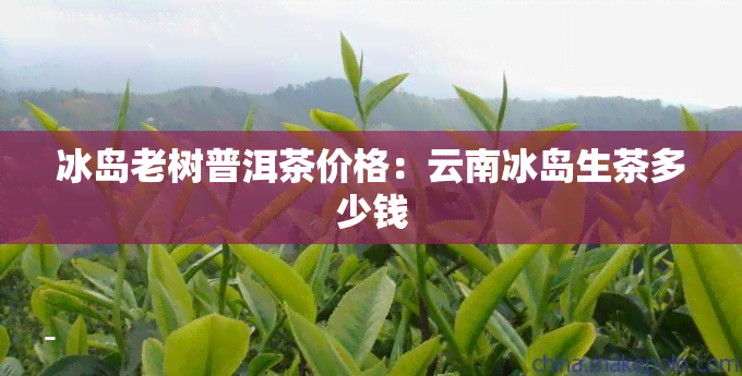 冰岛老树普洱茶价格：云南冰岛生茶多少钱