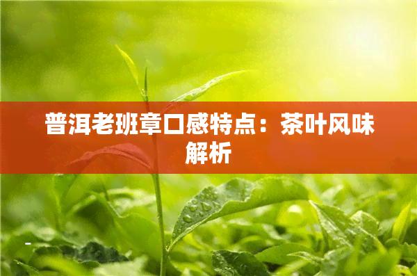 普洱老班章口感特点：茶叶风味解析