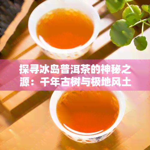 探寻冰岛普洱茶的神秘之源：千年古树与极地风土的独特结晶