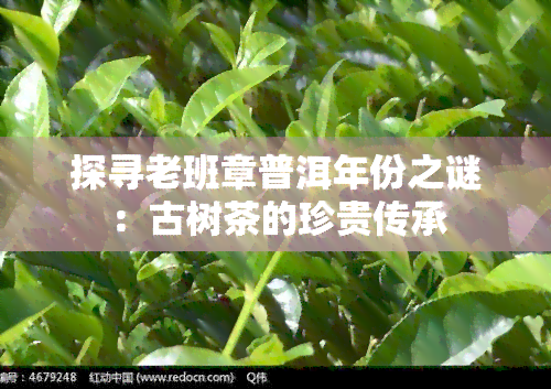 探寻老班章普洱年份之谜：古树茶的珍贵传承