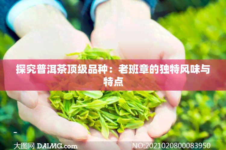 探究普洱茶顶级品种：老班章的独特风味与特点