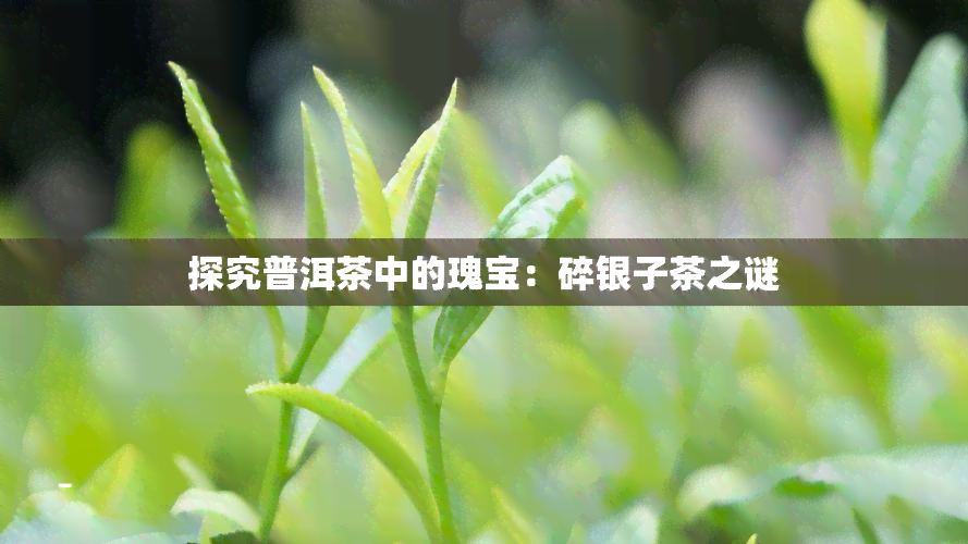 探究普洱茶中的瑰宝：碎银子茶之谜