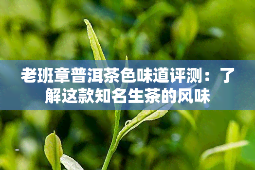 老班章普洱茶色味道评测：了解这款知名生茶的风味