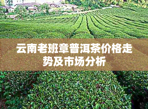 云南老班章普洱茶价格走势及市场分析