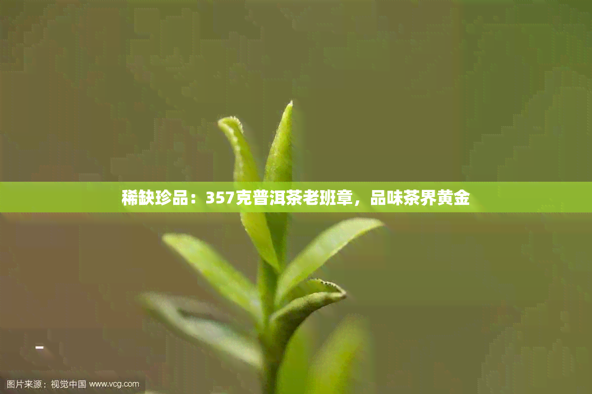 稀缺珍品：357克普洱茶老班章，品味茶界黄金