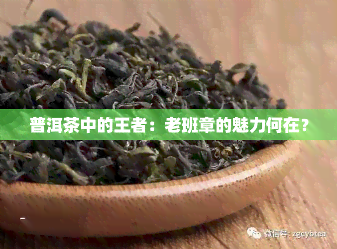 普洱茶中的王者：老班章的魅力何在？