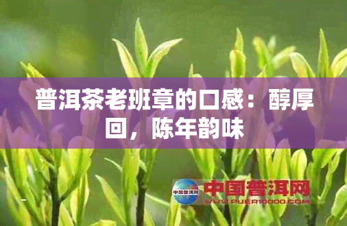 普洱茶老班章的口感：醇厚回，陈年韵味