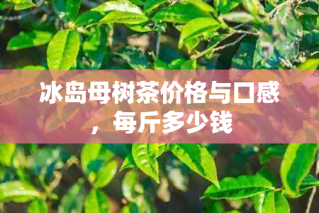 冰岛母树茶价格与口感，每斤多少钱