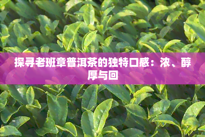 探寻老班章普洱茶的独特口感：浓、醇厚与回