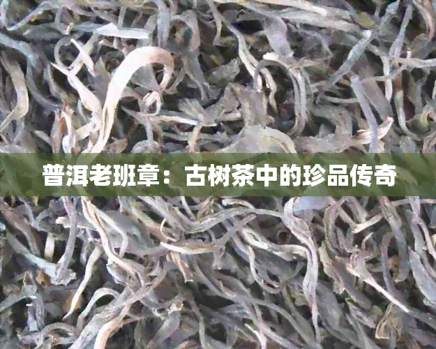 普洱老班章：古树茶中的珍品传奇