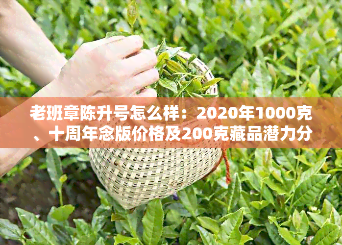 老班章陈升号怎么样：2020年1000克、十周年念版价格及200克藏品潜力分析