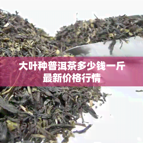 大叶种普洱茶多少钱一斤最新价格行情