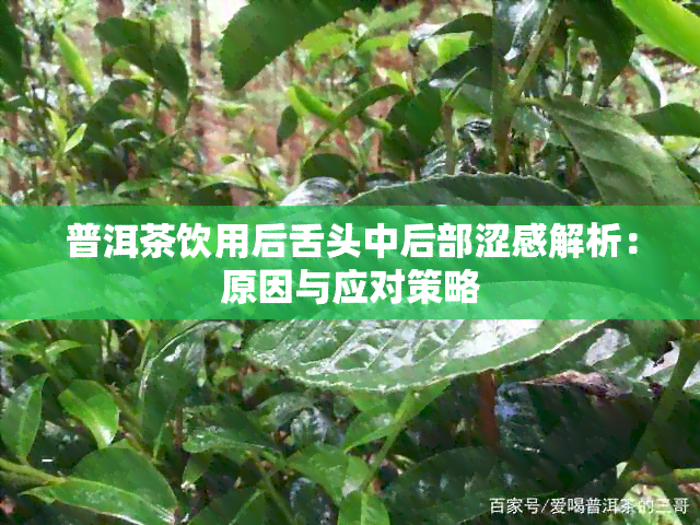 普洱茶饮用后舌头中后部涩感解析：原因与应对策略