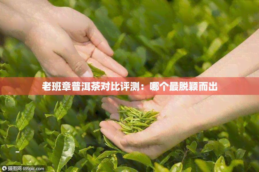 老班章普洱茶对比评测：哪个最脱颖而出