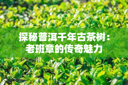 探秘普洱千年古茶树：老班章的传奇魅力