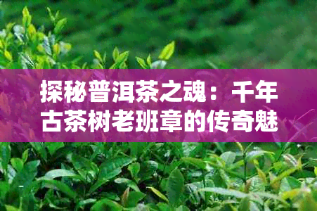 探秘普洱茶之魂：千年古茶树老班章的传奇魅力