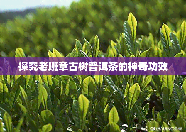 探究老班章古树普洱茶的神奇功效