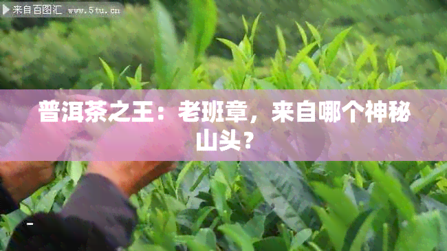 普洱茶之王：老班章，来自哪个神秘山头？