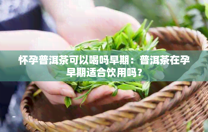 怀孕普洱茶可以喝吗早期：普洱茶在孕早期适合饮用吗？