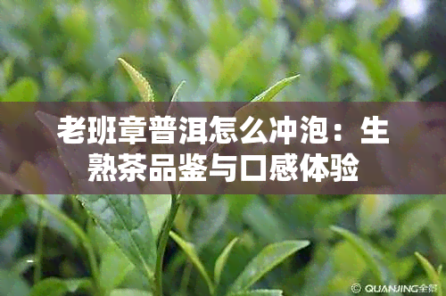 老班章普洱怎么冲泡：生熟茶品鉴与口感体验