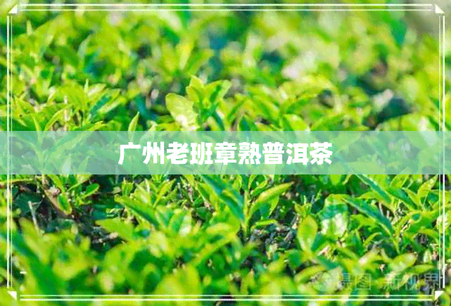 广州老班章熟普洱茶