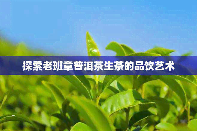 探索老班章普洱茶生茶的品饮艺术