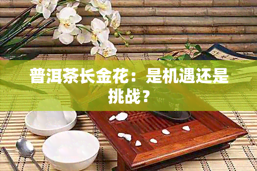 普洱茶长金花：是机遇还是挑战？