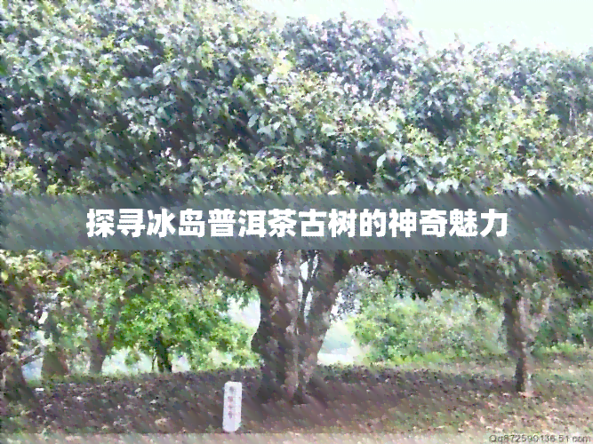 探寻冰岛普洱茶古树的神奇魅力