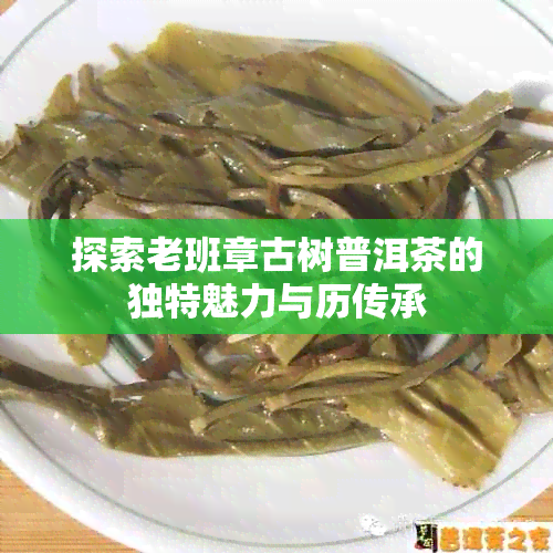 探索老班章古树普洱茶的独特魅力与历传承