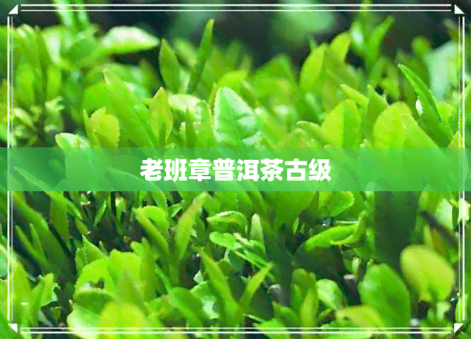 老班章普洱茶古级